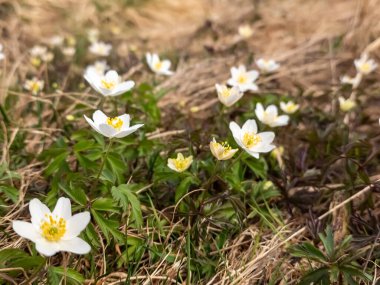 Baharda beyaz çiçekler