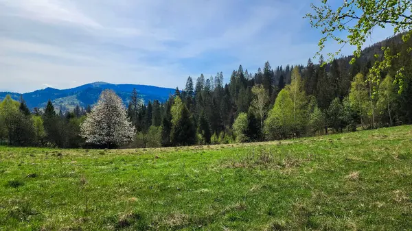 Arka planda yeşil çimenler ve ağaçlar olan bahar manzarası. Slovakya