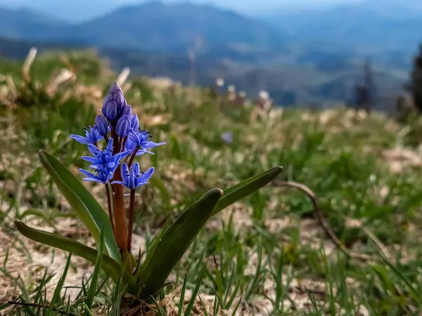 Dağlarda mavi çan çiçekleri.