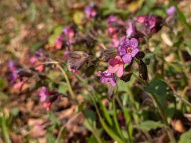 Bahçede bahar çiçekleri