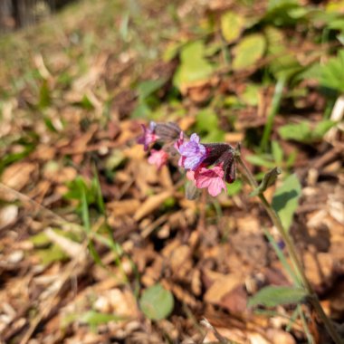 Parkta pembe bahar çiçeği