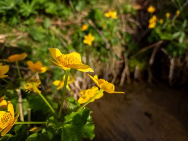 Bahçedeki güzel çiçekler