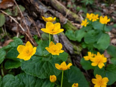 Bahçedeki sarı çiçekler