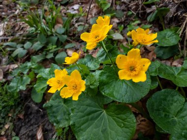 Bahçede bahar çiçekleri