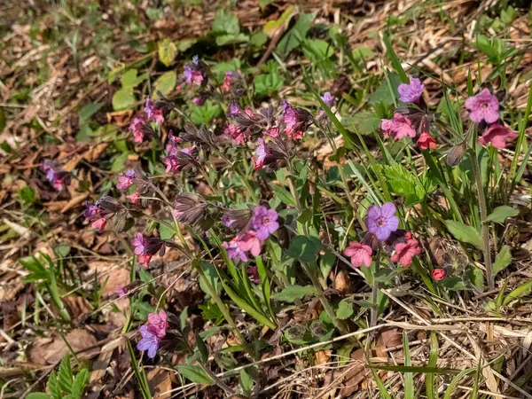 Purpurové Květy Rostou Lese — Stock fotografie
