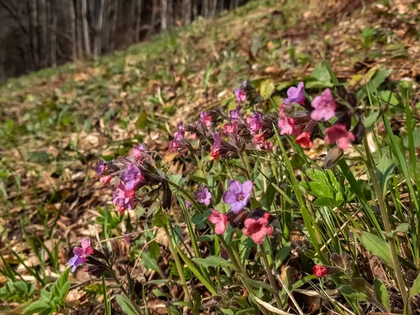 Jarní Květiny Lese — Stock fotografie