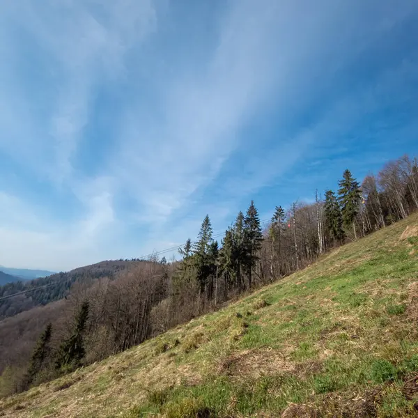 Krajina Zelených Jarních Stromů Modré Oblohy — Stock fotografie