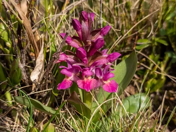 Orchidej Květiny Lese Horách — Stock fotografie