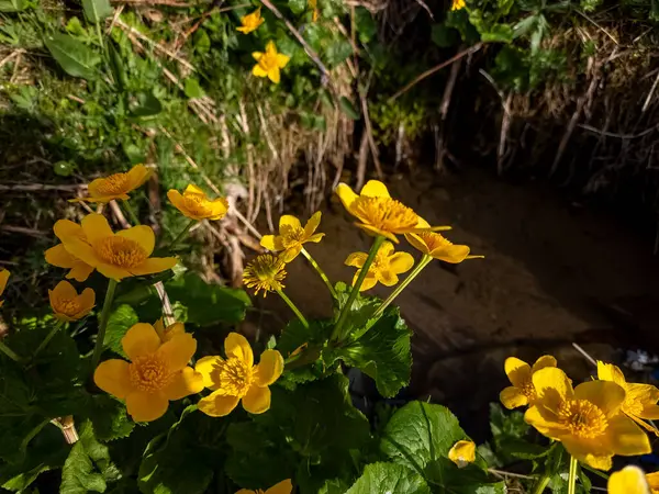 Yerden Büyüyen Sarı Çiçekler — Stok fotoğraf