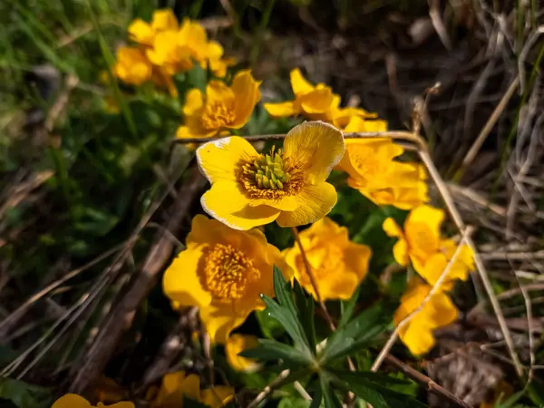 Žluté Květy Lese — Stock fotografie