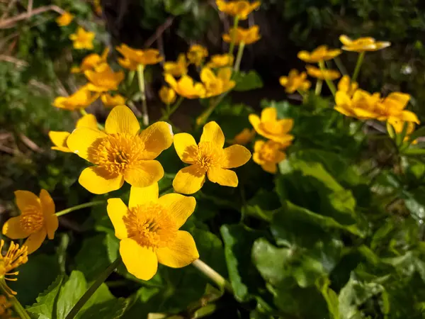 Güzel Sarı Çiçeklerin Yakın Manzarası — Stok fotoğraf