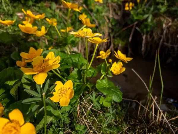 Parkta Baharda Vahşi Bir Şakayığın Sarı Çiçeği — Stok fotoğraf