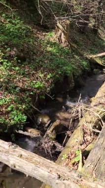 Ormanın güzel manzarası