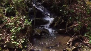 Ormanda güzel bir şelale