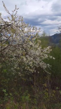 Ormanda güzel bahar çiçekleri