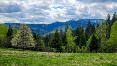 Karpatların bahar manzarası