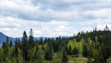 Norveç 'te güzel bir orman görüntüsü.