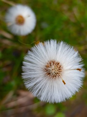 diente de león blanco en hierba verde