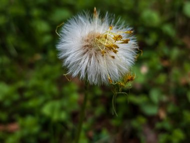 Çimlerin üzerinde karahindiba