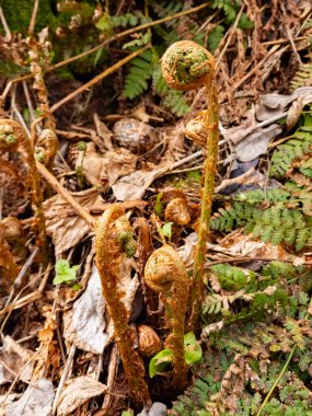 Ağaçta yetişen yeşil yosunlara yakın.