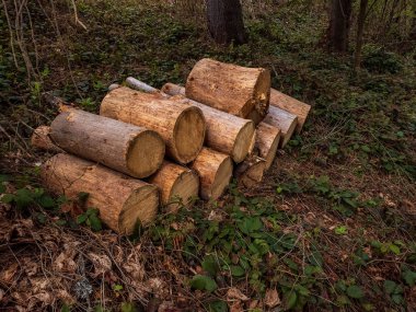 Ormanda bir odun yığını.