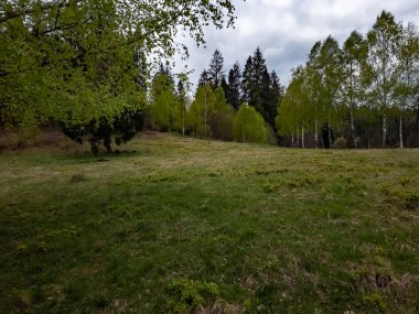 Rusya 'daki güzel bahar ormanı