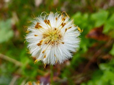 Güzel botanik fotoğrafı, doğal duvar kağıdı.