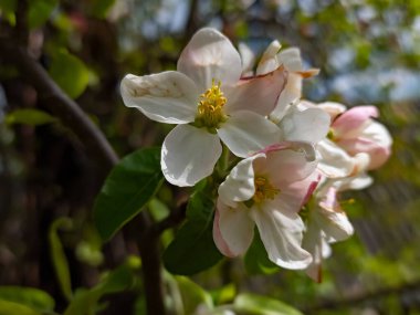 Baharda beyaz armut çiçekleri