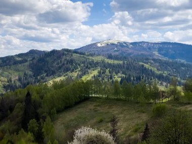 Ormanın güzel manzarası