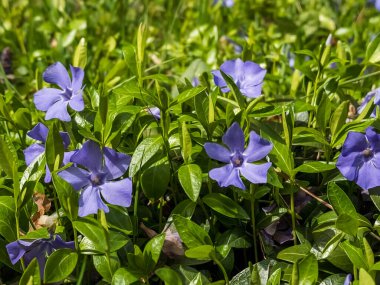 mavi ve beyaz çiçek