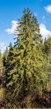 Doğanın güzel manzarası