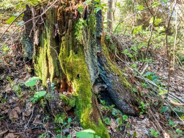 Ormanın arka planında yosun ve liken olan ağaç gövdesi