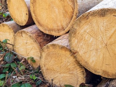 Ormanda yakacak odun yığını