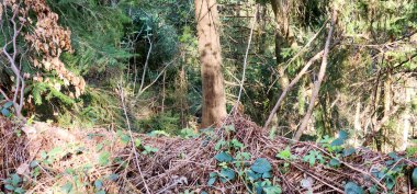 Ormanda yeşil yosun