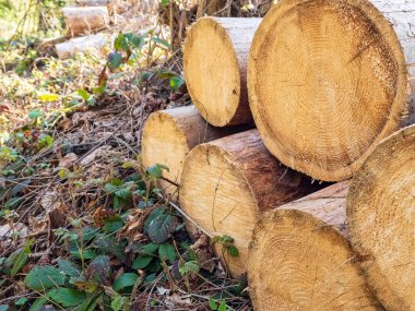 Bir ormandaki günlükleri