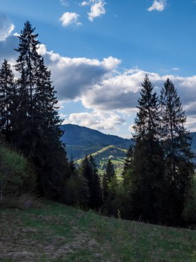 Güzel dağ manzarası ve yeşil orman