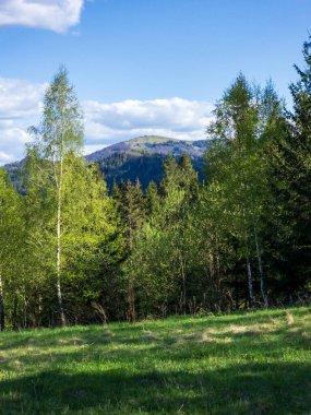 Mavi gökyüzü ve bulutlar ile yeşil orman