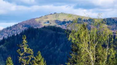 Bir tepenin önündeki güzel bir ağaç görüntüsü.