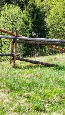 Çayırdaki ahşap kapı