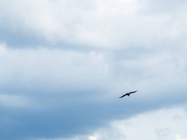 Gökyüzünde martı