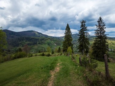 Karpatlar 'ın yeşil ormanlı manzarası ve sabah bulutların arkasında ağaçlar.