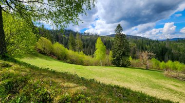 yeşil çimenler ve mavi gökyüzü ile bahar manzarası