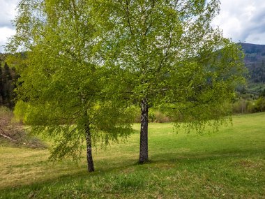 Dağlarda, Slovakya 'da, göl kenarındaki yeşil ağaçlar ve çimenler