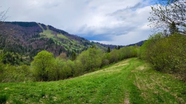 ilkbahar manzarası, ağaçlı ve dağ sıralı yeşil çayır..