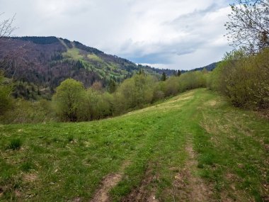 Ukrayna Karpatları 'ndaki bir dağ vadisinde yeşil bir çayır.