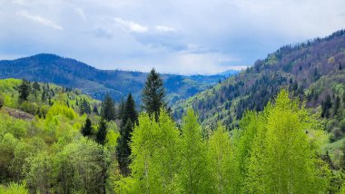 Önünde yeşil orman olan güzel bir dağ manzarası.