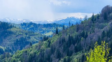 Dağlardaki yeşil bir ormanın manzarası