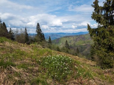 Karpatlar 'ın güzel bahar manzarası