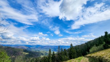 Ağaçlı yeşil bir çayır manzarası