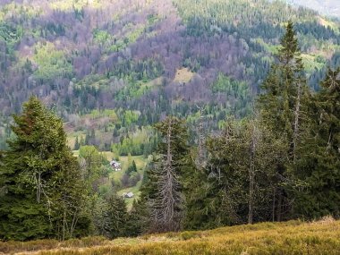 Ormanın güzel manzarası